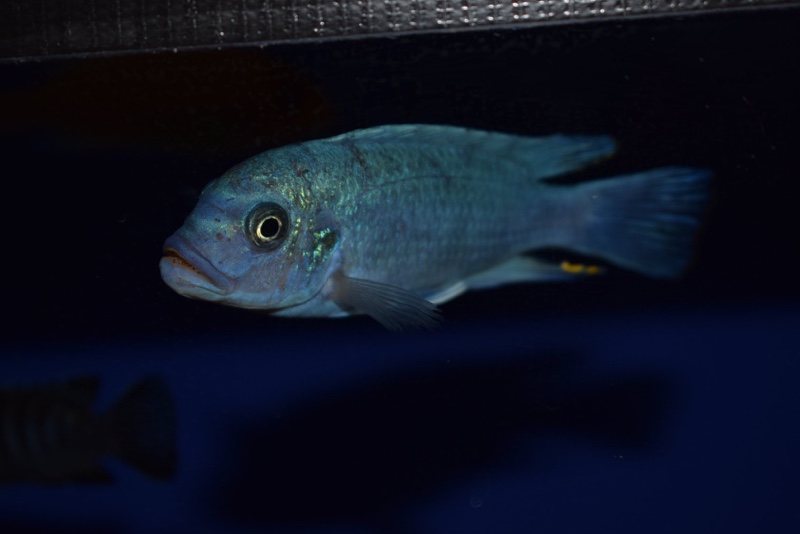 Maylandia estherae 'Narungu'